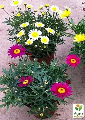 Аргирантемум "Powder Puff" (контейнер № 10 высота 15 см) (47993) 1 саженец - фото 2