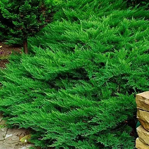 Можжевельник казацкий "Tamariscifolia" (ком/сетка) диаметр 110-130 см (188432) 1 саженец - фото 1