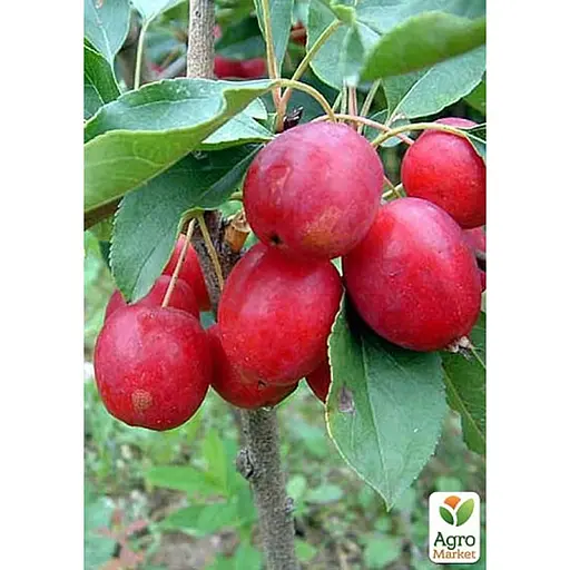 Саджанець Agro-Market Яблуня Верджинія (райське яблучко) укорінена в контейнері (саджанець 2 роки) 1 шт. в упаковці (158401) - фото 1