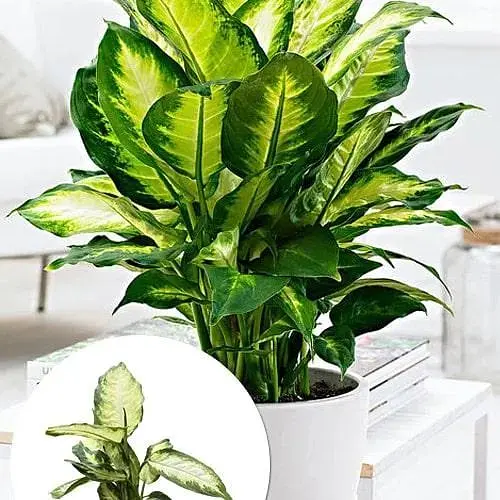 Дифенбахия (Dieffenbachia) Agro-Market Camilla высота 30-50 см (185443) 1 саженец в упаковке комнатный - фото 1