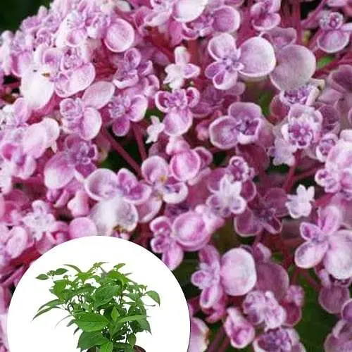 Гортензія крупнолиста 3-х річна "Ayesha" (93224) 1 саженец - фото 3