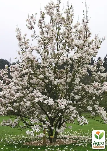 Магнолія 3-річна суланжа "Alba Superba" (висота 60-80см) (166999) 1 саженец - фото 4