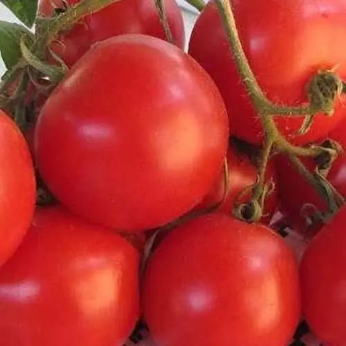 Томат Весна Фитофтороустойчивый круглый (в банке) Органик 3г (105628) - фото 2