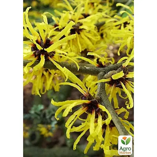 Гамамеліс Віргінський чарівний горіх  1 саженець (181992) - фото 1