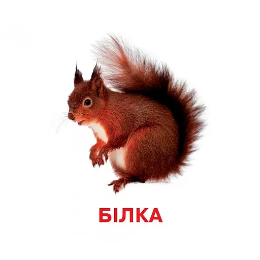 Розвиваючі картки для дітей Jumbi Дикі тварини 18 картинок J011y - фото 3