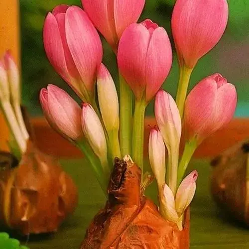 Колхикум "Cilicicum purpureum" 1 шт (17304) - фото 1