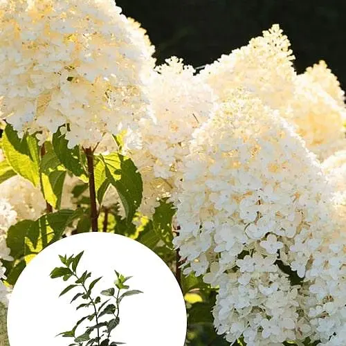 Гортензія волотиста 2-річна "Living-Sugar Rush" висота саджанця 20-30см (186201) 1 саженец - фото 3