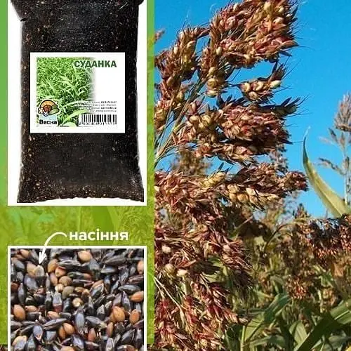 Суданка ТМ "Весна" 1 КГ (13703) - фото 1