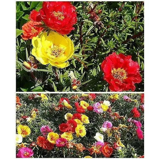 Портулак "Большецветковая смесь" Весна 1.5г (22471) - фото 1