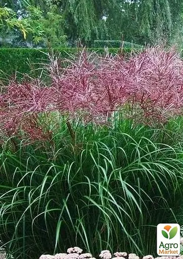 Міскантус китайський Rotfeder С1.5 (182229) 1 саженец - фото 2