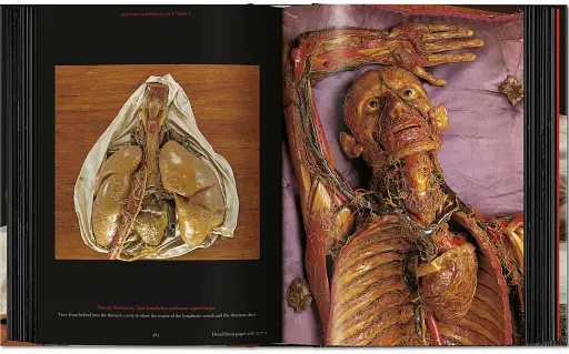 Anatomical Waxes. 45th Edition - фото 18