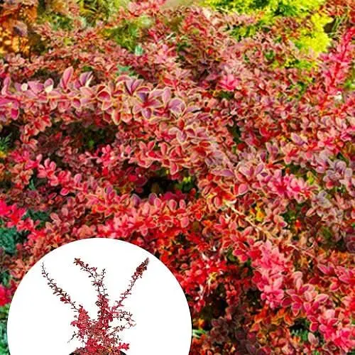 Барбарис Тунберга 3-х річний "Coronita" С3 висота саджанця від 25см (175130) 1 саженец - фото 3