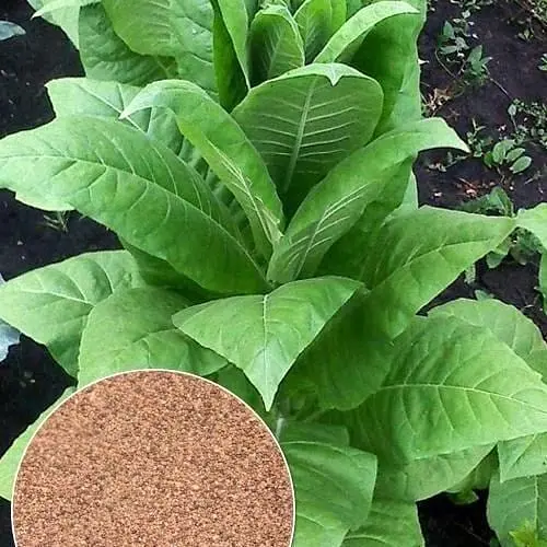 Семена Табак для курения "Махорка" ТМ "Весна" 1г (32186) - фото 1