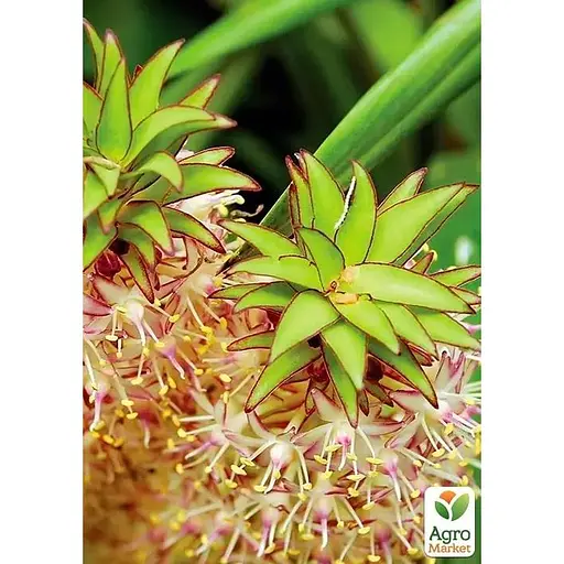 Ананас кімнатний Agro-Market Чампака (184132) 1 саджанець в упаковці  - фото 1