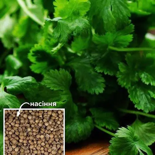 Коріандр "Король ринку" ТМ "Весна"  20г (49270) - фото 1