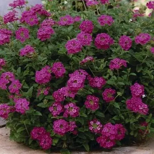 Вербена ампельная "Empress Sun Cherry" (86029) 1 саженец - фото 1