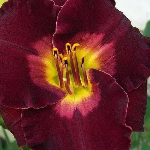 Лилейник "Black jack Cherry" 1 шт NEW (47077) - фото 1