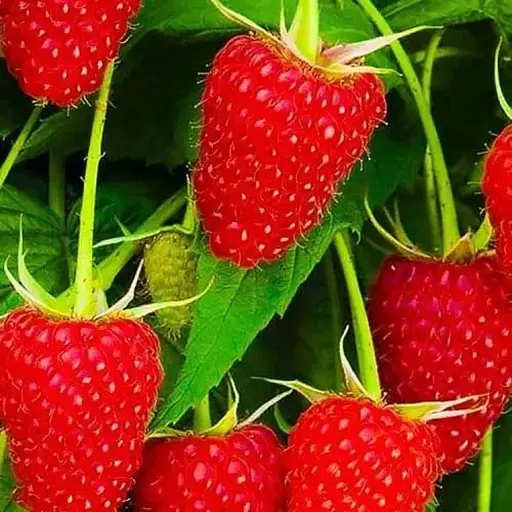 Малина Agro-Market "Polka" (ремонтантный высокоурожайный транспортабельный сорт польской селекции) 1-летний саженец (189508) 1 шт в упаковке - фото 1