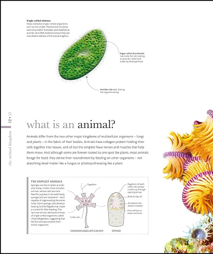 The Science of Animals - фото 19