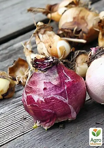 Гиацинтоидес "Розовый" (размер 6/7, большой) 5 шт (17298) - фото 2