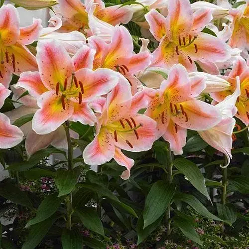 Лілія горщикова "Salmon Party" (181325) 1 шт - фото 1