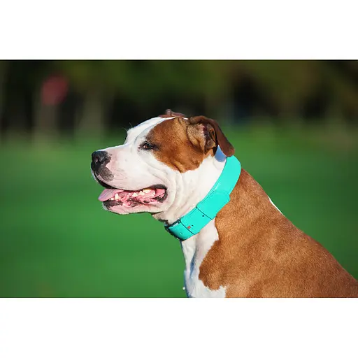 Нашийник для собак шкіряний Waudog Glamour з QR-паспортом без прикрас L Ш 25 мм Д 38-49 см ментоловий - фото 5