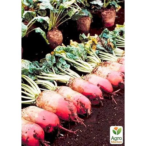 Буряк кормовий "Суміш кращих популярних сортів" ТМ "Весна"  15г (45534) - фото 2