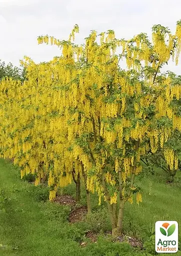 Бобовник ватерера на штамбі "Vossii" С5 висота 130-150см (184540) 1 саджанець - фото 2