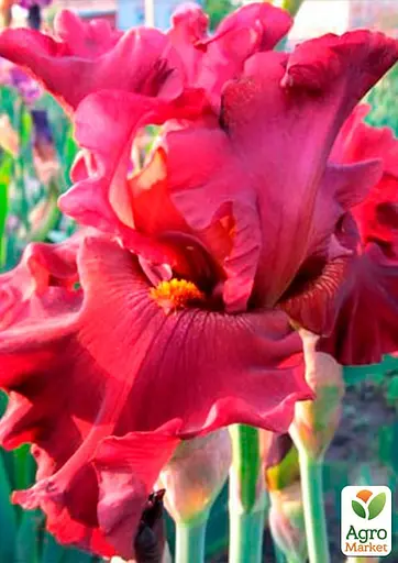 Ирис бородатый крупноцветковый "Dinamit" 1 шт (41114) - фото 3