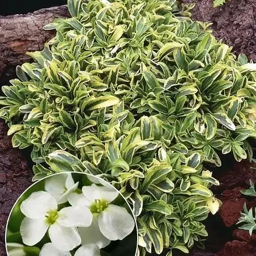 Арабіс Фердинанда Old Gold (різуха, багаторічний ґрунтопокровник) (189580) 1 саджанець в упаковці - фото 1