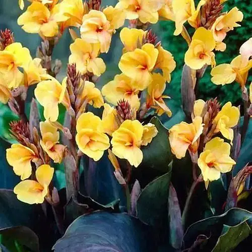 Канна "Louis Cottin" 1 шт (35489) - фото 1