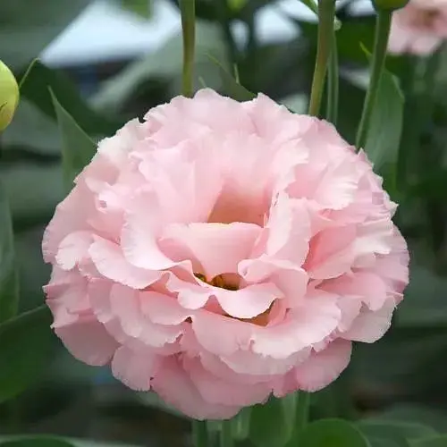 Эустома махровая Corelli Peach укоренена в контейнере Р9 (190785) 1 саженец - фото 1