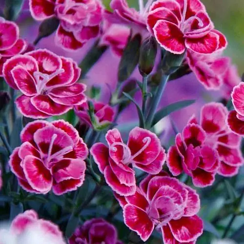 Гвоздика Махрова "Purple Wedding" (188616) 1 саженец - фото 1