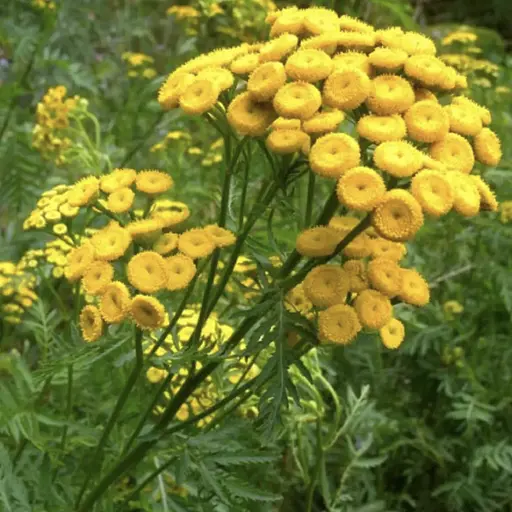 Піжма насіння відтворюване з Франції SemiWild 600 штук в упаковці - фото 3