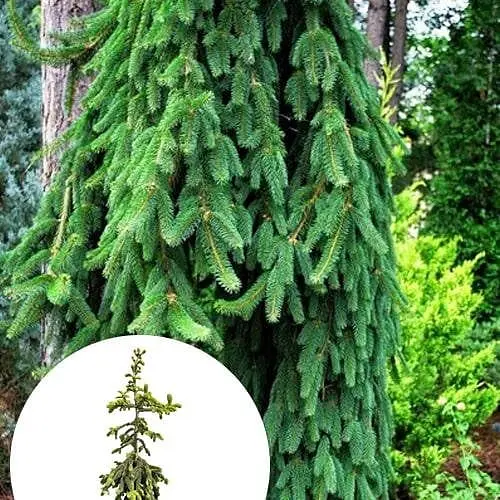 Ель обыкновенная Agro-Market плакучая Inversa ком/сетка высота 160-180 см 184143 1 саженец в упаковке - фото 1