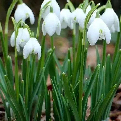 Подснежник (галантус) "Белый" 5 шт (17300) - фото 1