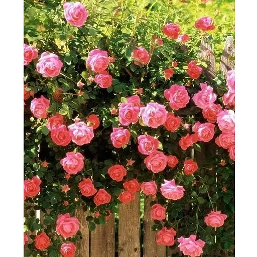 Роза в контейнере английская плетистая "Queen of Hearts" (садник класса АА+) (152657) 1 саженец - фото 1