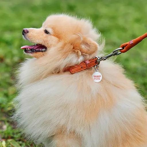 Ошейник для собак кожаный Waudog Soft с QR-паспортом круглый Д 10 мм Д 33-41 см коричневый - фото 3