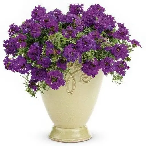 Насіння Вербена Насіння України Ампельна Лілово-блакитна 0.1 г - фото 3