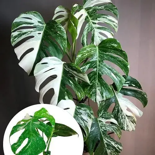 Монстера Agro-Market Deliciosa variegatum Alba 30-40 см (189395) 1 саженец в упаковке (комнатный) Нидерланды - фото 1