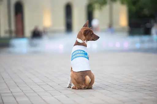 Майка для собак Waudog Clothes малюнок "Сміливість", S30, B 54-60 см, С 33-38 см - фото 6