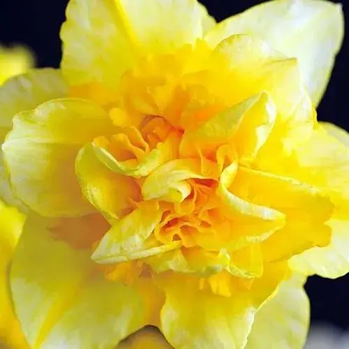 Нарцис "Dick Wilden" (розмір 10/12, великий) (17161) - фото 1