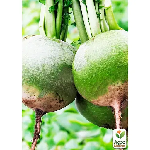 Редька "Ніка" ТМ "Весна"  10г (178654) - фото 2