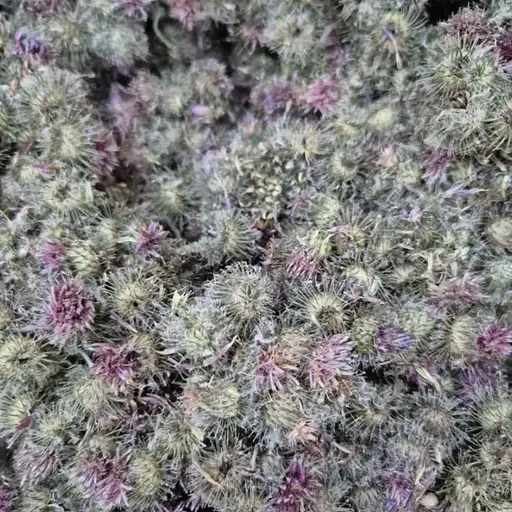 100 г лопух сушеный цвет/семена - свежий урожай