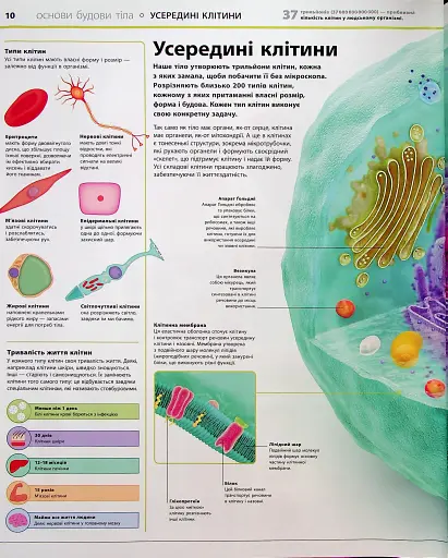 Енциклопедія знань. Тіло людини - фото 9
