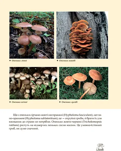 У пошуках грибного царства - фото 9