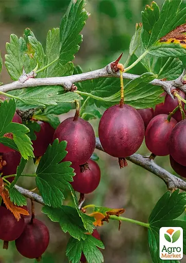 Крыжовник Agro-Market "Финиковый" (поздний срок созревания, сорт высокозимостойкий) (187565) 1 саженец в упаковке - фото 2