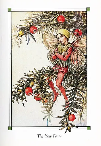 Flower Fairies of the Winter - фото 7