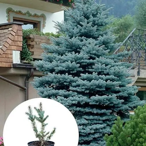 Ялина 3-х річна Agro-Market річна Блакитна колюча Iseli Fastigiate С3 висота 35-40 см 166877 1 саджанець в упаковці - фото 1