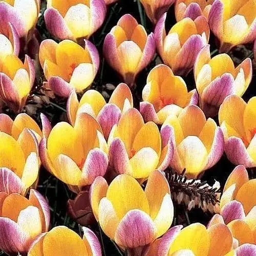 Крокус ботанический "Advance" (размер 5/7, средний) 5 шт (39441) - фото 1